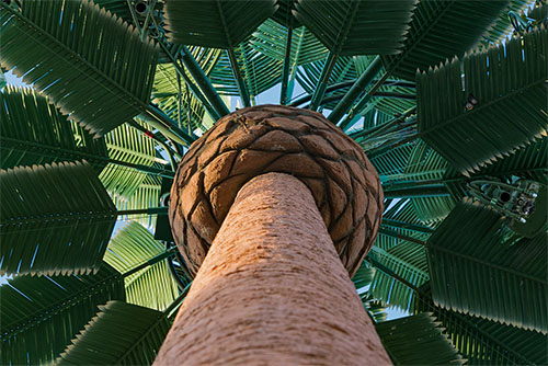 Looking Up, San Diego, CA